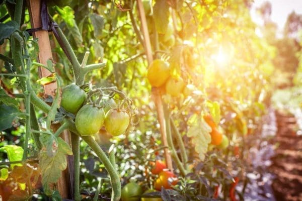 Tomatoes Today Gone Tomorrow? Not with These Gardening Tips from North Carolina Lifestyle Blogger Adventures of Frugal Mom