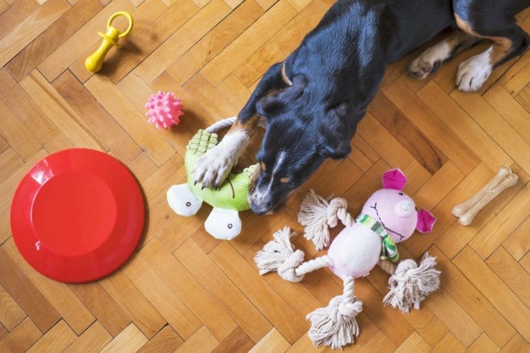 What Do Pet Owners Look for in Dog Toys?