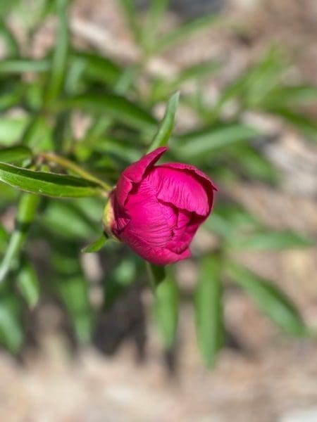 5 Things that Make Me Smile from North Carolina Lifestyle Blogger Adventures of Frugal Mom