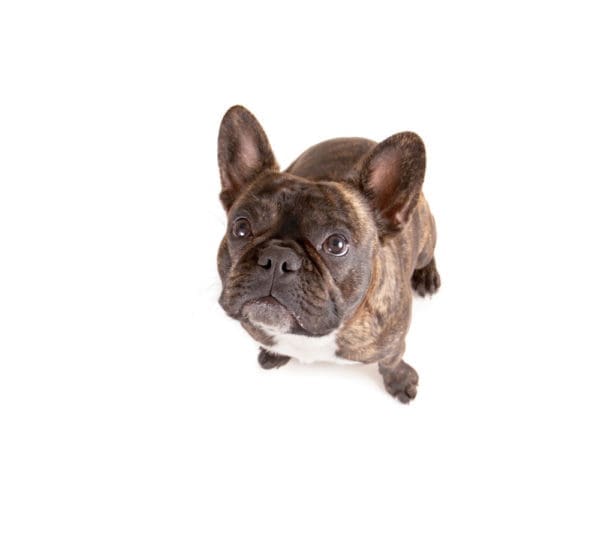 What You Need to Know When Adopting a French Bulldog from North Carolina Lifestyle Blogger Adventures of Frugal mom