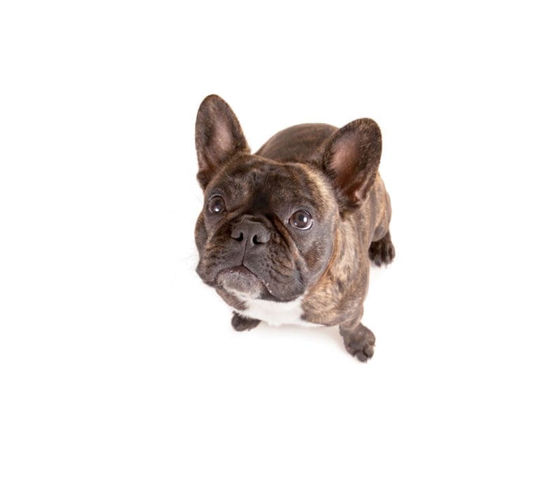 What You Need to Know When Adopting a French Bulldog