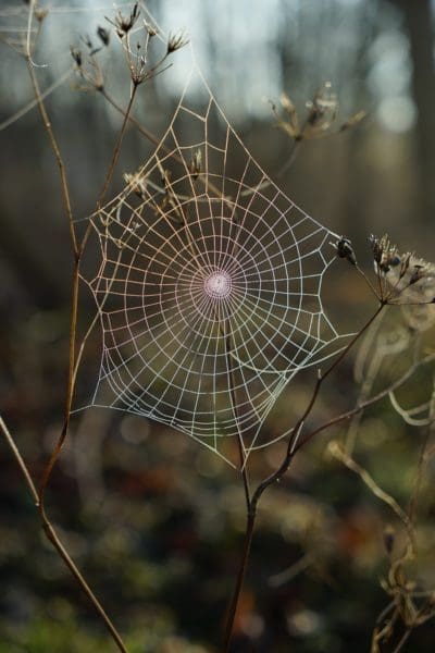 Are Spiders An Issue in Sydney Australia from North Carolina Lifestyle Blogger Adventures of Frugal Mom
