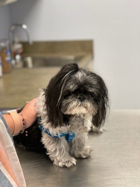 Pet Care Mistakes You Need To Avoid As A Pet Owner