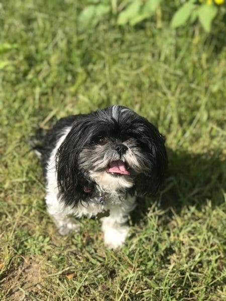 How Can a Wireless Dog Fence Protect Your Pet from North Carolina Lifestyle Blogger Adventures of Frugal Mom