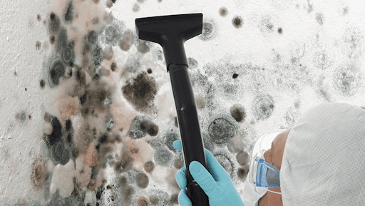 Why Hire Mold Removal Services From North Carolina Lifestyle Blogger Adventures of Frugal Mom