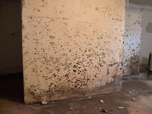 Why Hire Mold Removal Services From North Carolina Lifestyle Blogger Adventures of Frugal Mom