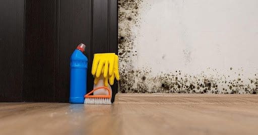 Why Hire Mold Removal Services From North Carolina Lifestyle Blogger Adventures of Frugal Mom