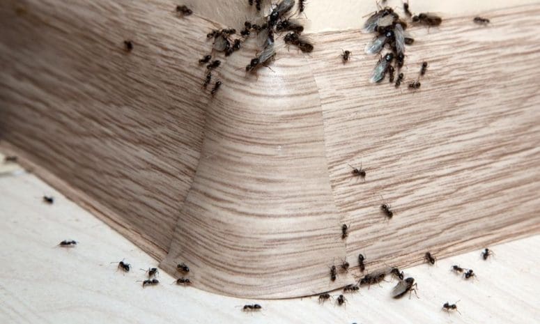 Places to Clean in Your House to Keep Pests Out