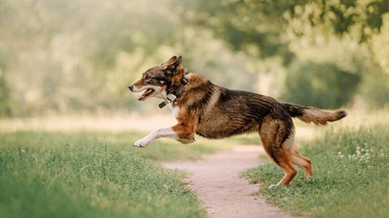 Do Wireless GPS Dog Collars Really Work from North Carolina Lifestyle Blogger Adventures of Frugal Mom