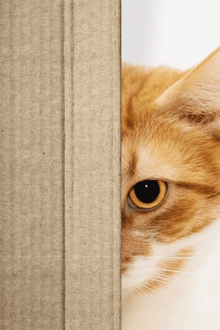 Everything You Need To Know About Anxiety In Cats from North Carolina Lifestyle Blogger Adventures of Frugal Mom