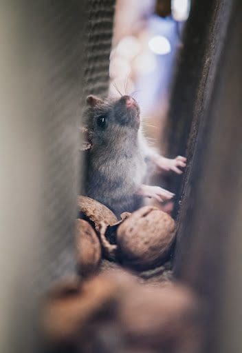 Getting Pests Out Of Your Home For Good from North Carolina Lifestyle Blogger Adventures of Frugal Mom
