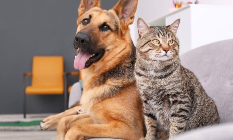 3 Ways House Mold Is Having an Impact on Your Pets