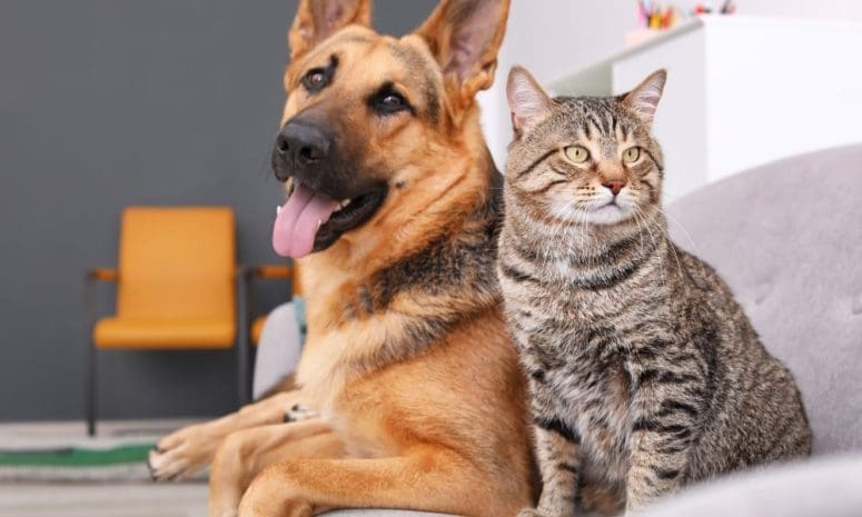 3 Ways House Mold Is Having an Impact on Your Pets