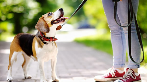 Reasons to Send your Dog to Dog Obedience Training School from North Carolina Lifestyle Blogger Adventures of Frugal Mom