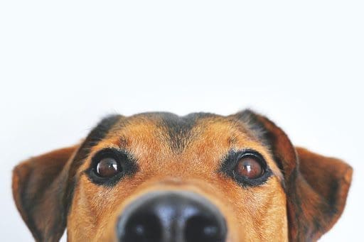 A Guide to Caring For Your Pet and Maintaining Their Health from North Carolina Lifestyle Blogger Adventures of Frugal Mom