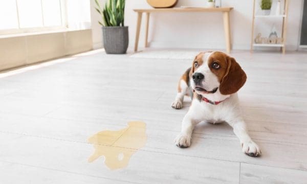 Home Fresh Home: Common Sources of Odor in the Home