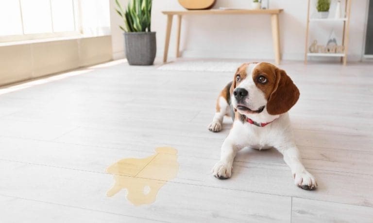 Home Fresh Home: Common Sources of Odor in the Home