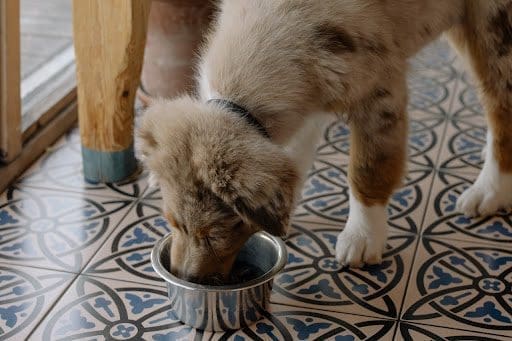 Is It Acceptable to Change Dog Food Brands from North Carolina Lifestyle Blogger Adventures of Frugal Mom