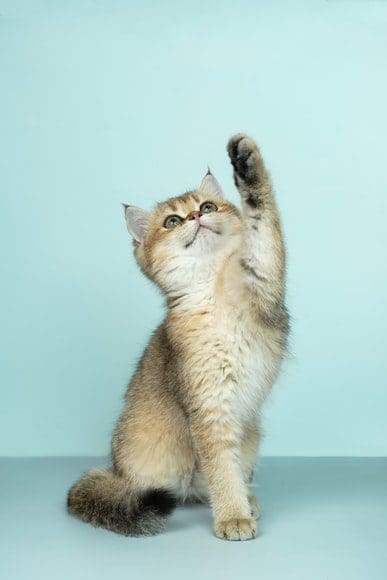 How Much is it to Taxidermy a Cat from North Carolina Adventures of Frugal Mom