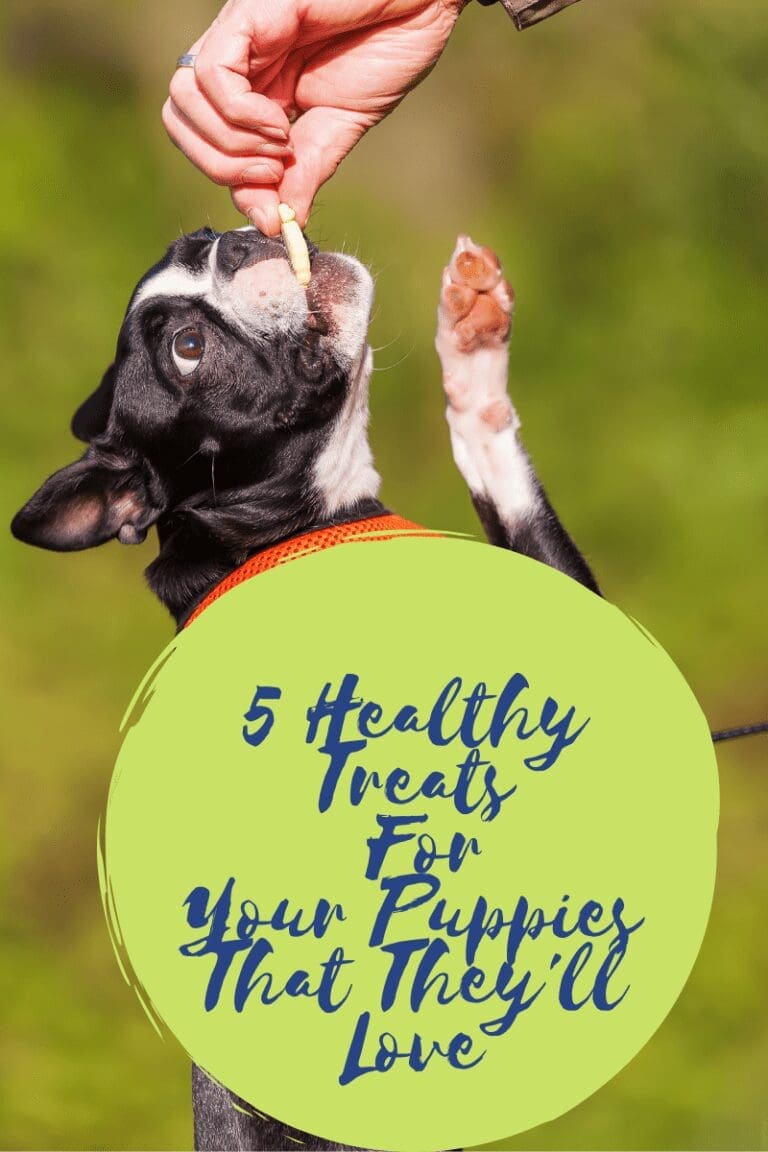 5 Healthy Treats For Your Puppies That They'll Love