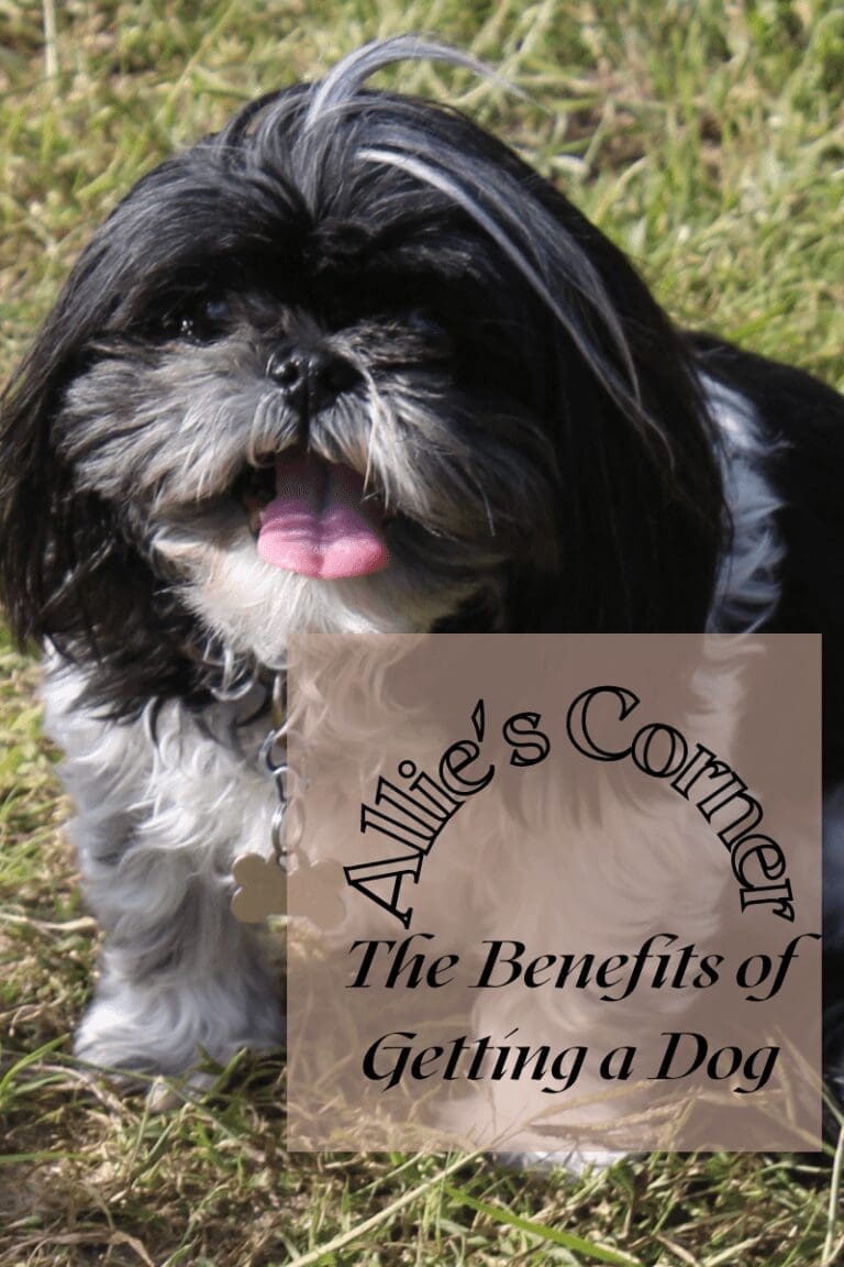 The Benefits of Getting a Dog