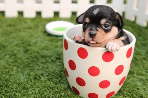 Are You Struggling To Train Your Dog