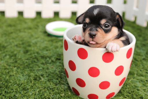 Are You Struggling To Train Your Dog