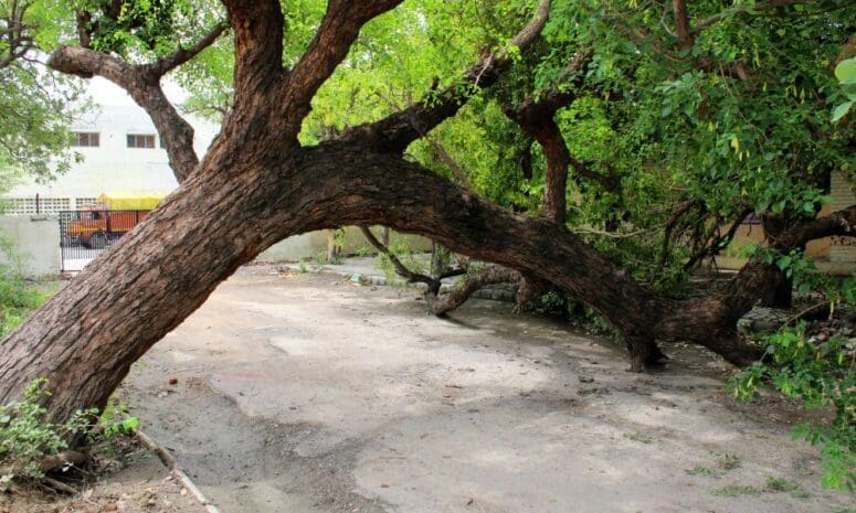 4 Reasons To Remove a Tree From Your Yard