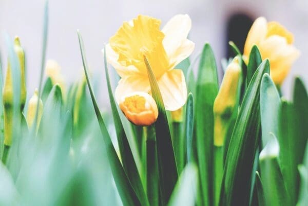 Creative Ideas to Maximize the Beauty of Daffodils