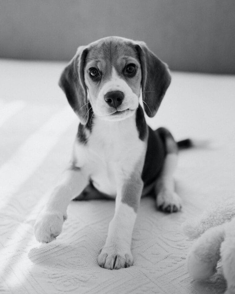 5 Benefits of Owning a Beagle Puppy