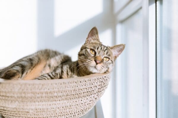 How to Prevent Fleas on Indoor Pets