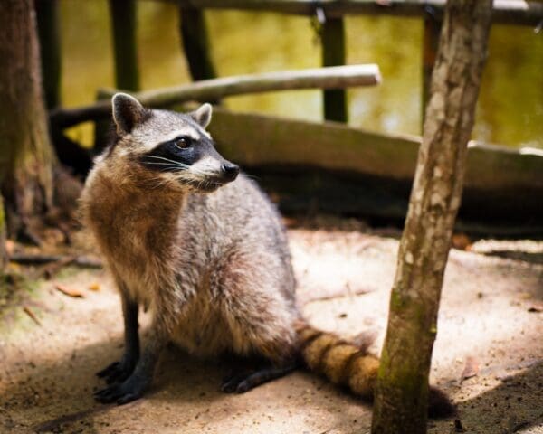 Understanding the Risks of Raccoon Infestations and Why Removal is Crucial