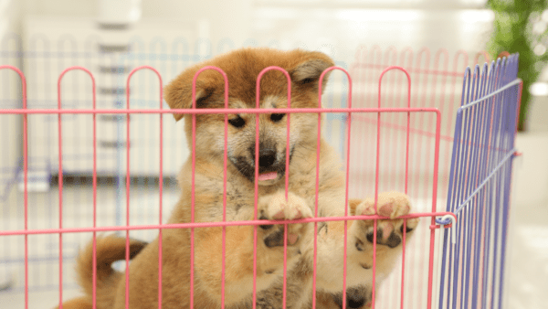 Unleash the Potential of Pet Pens as a New Pet Parent