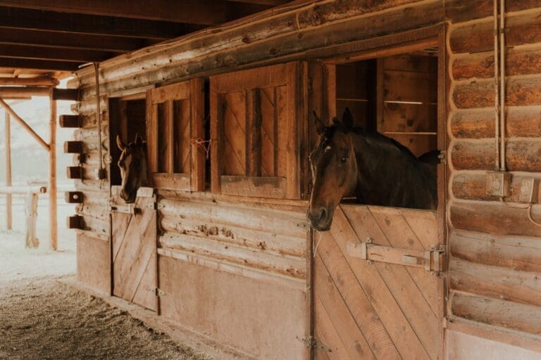 Barn’s Design: How It Impacts Your Horses’ Health and Well-Being