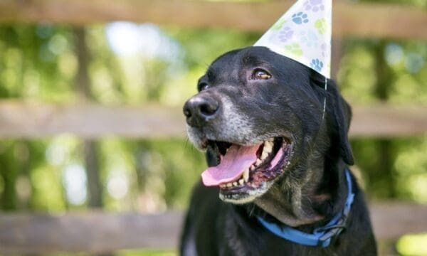4 Ways To Make Lifelong Memories With Your Dog