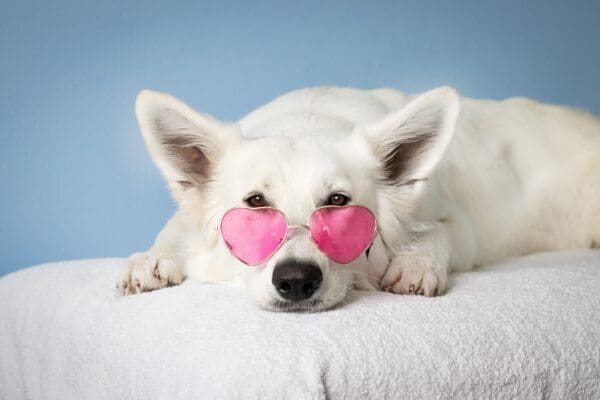 9 Effective Tips To Keep Your Dog’s Coat Healthy