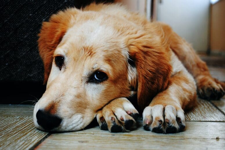 CBD for Pets Veterinarian Perspectives