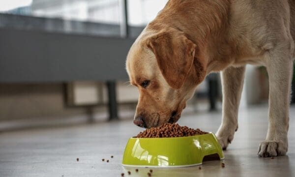 4 Facts Every Owner Should Know About Allergies in Dogs