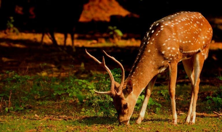 8 Tips for New Deer Hunters