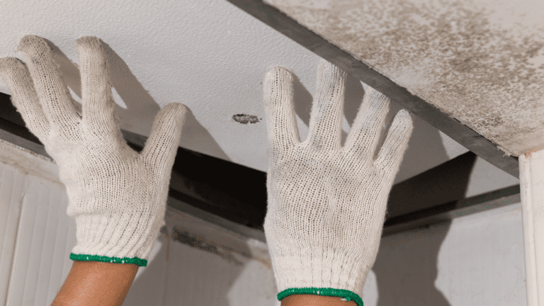 Attic Mold Awareness: Protecting Your Family’s Health in 2024