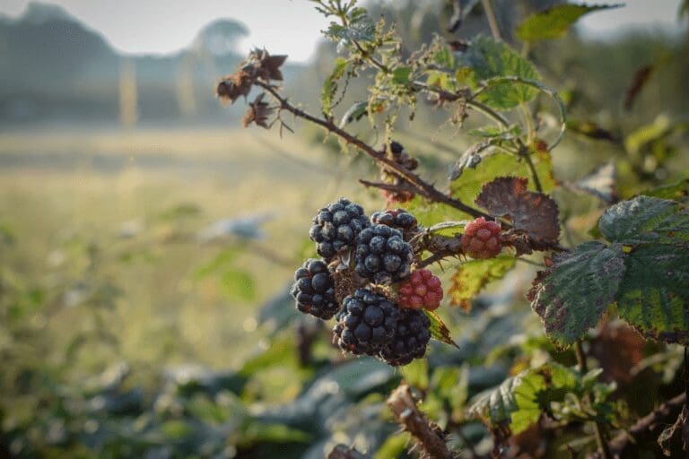 Reasons to Learn How to Forage