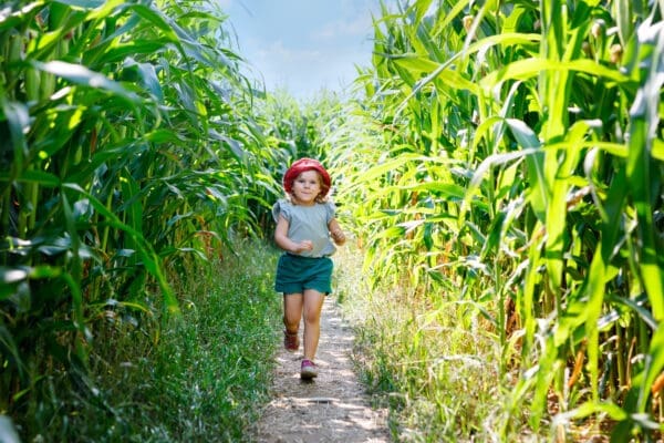 Corn Maze For Kids: How to Make the Most of Your Visit