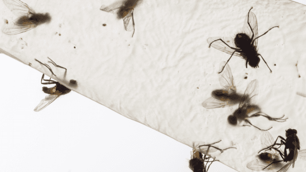 Effective Strategies for Getting the Most Out-of-Door Fly Strips