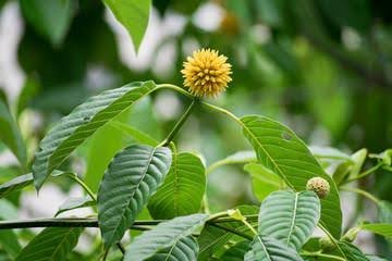 Exploring the Benefits and Legality of Kratom in Canada