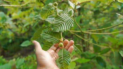 Kratom: Antidote or Adversary in Canada's Opioid Crisis?