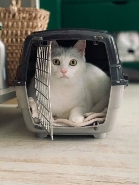 Pet Transport Service