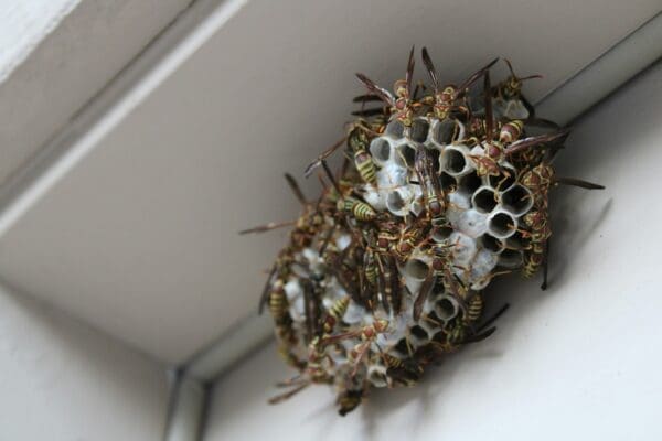 Dealing with Stinging Pests: Wasps and Bees