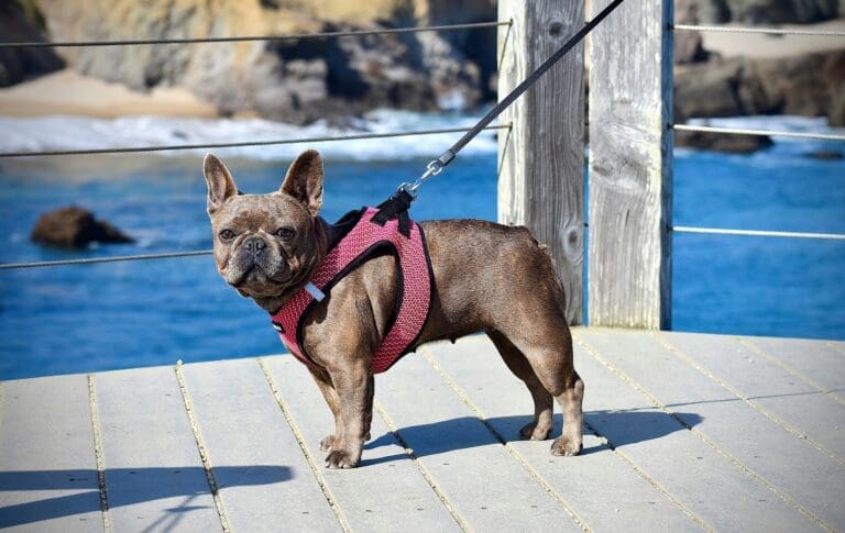 Enhancing Your Dog's Walking Experience: A Guide to Choosing the Right Harness
