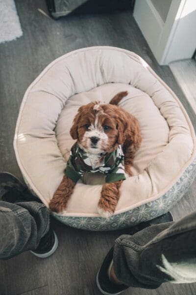 Pets Need A Good Bed Too: How To Find The Best Pet Bed