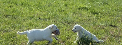 Choosing A White Labrador Puppy: What You Need To Know